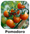 Pomodoro